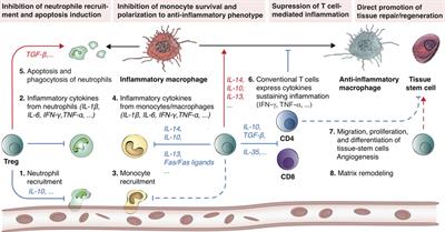 Regulatory T-Cells: Potential Regulator of Tissue Repair and Regeneration